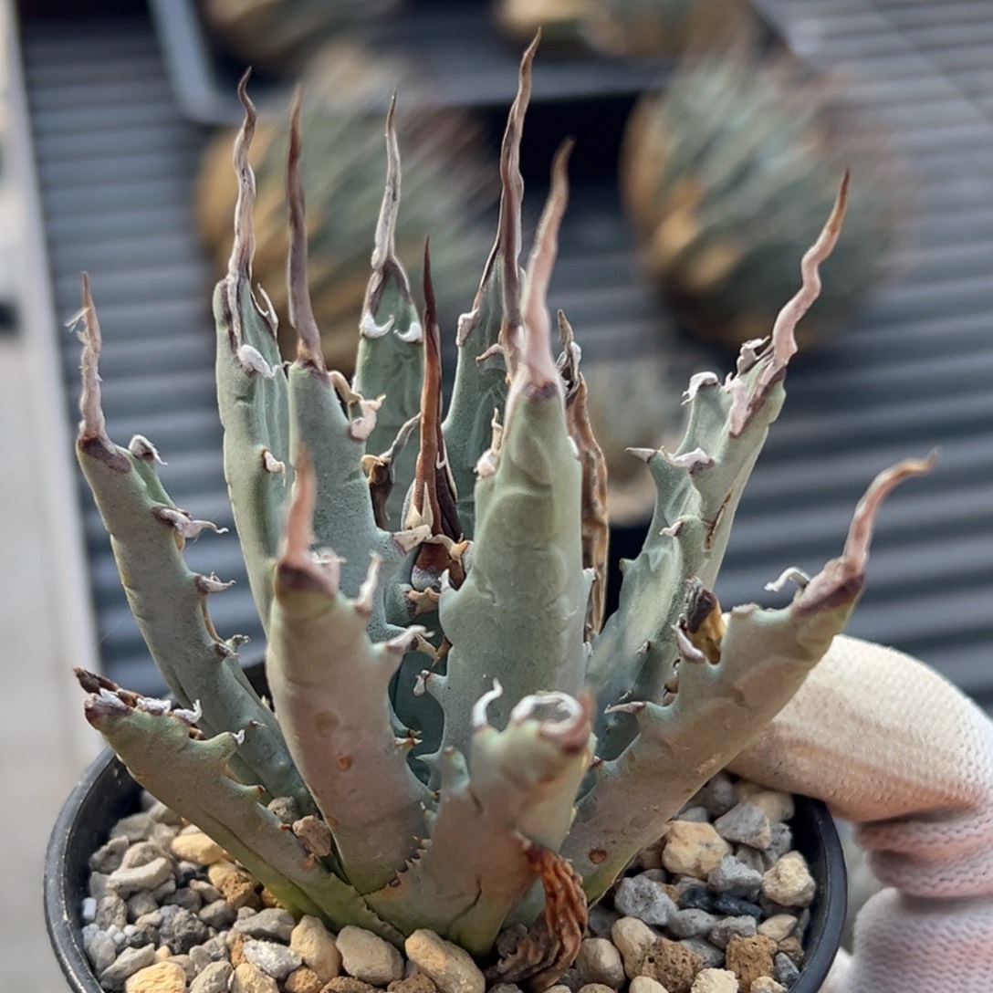 无花朵妖炎熟桩带盆 8折价 长曲