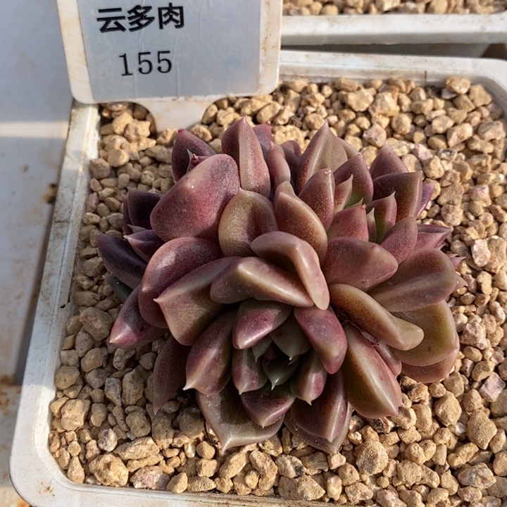 D155- 直播福利 水晶