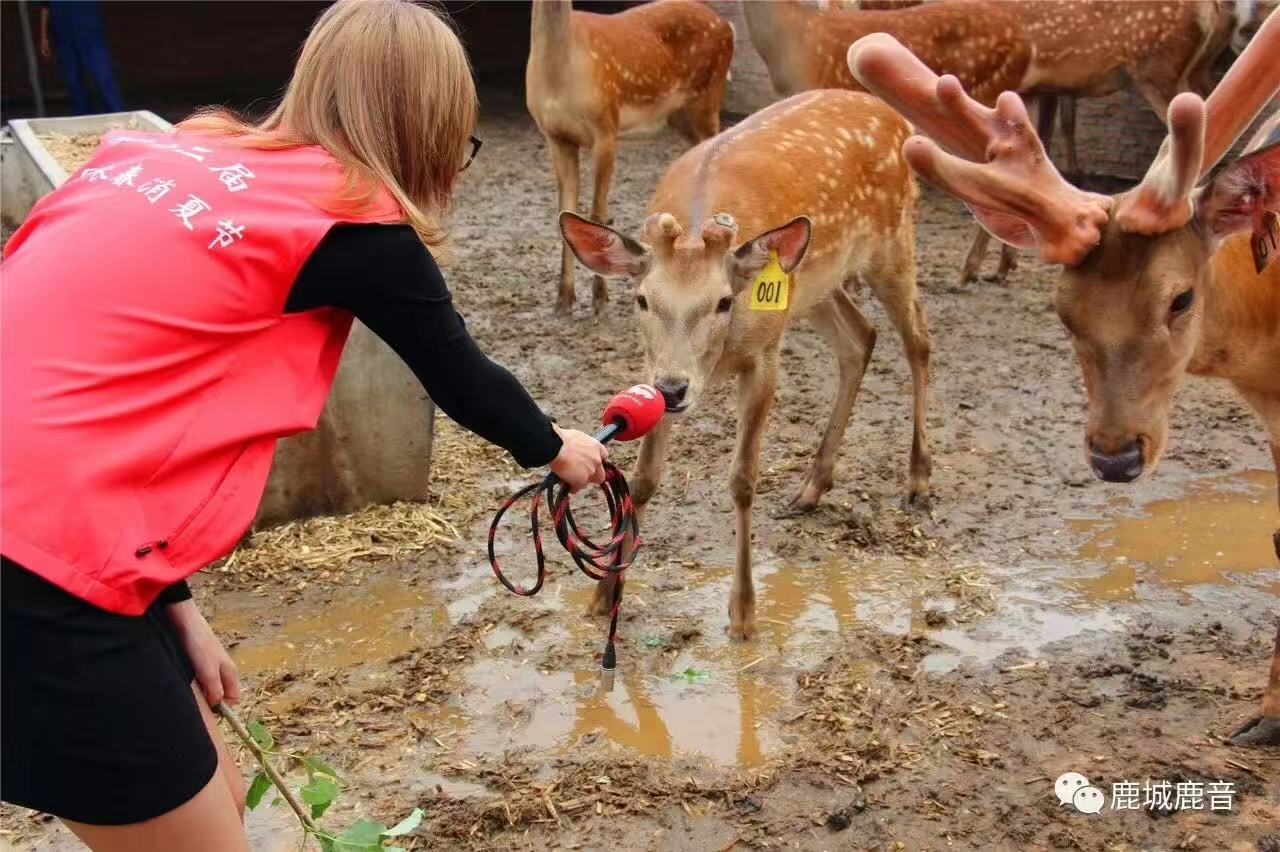 东北鹿乡  鹿茸 革便酒 42度 东北鹿乡 