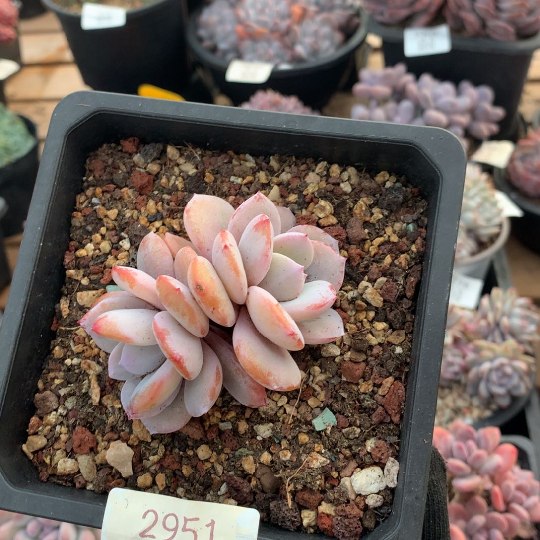 7.8厘米双头奶茶多肉2951