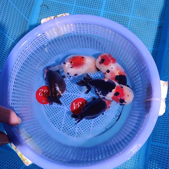 缘***趣金鱼132  134兰寿五条特价顺丰包邮