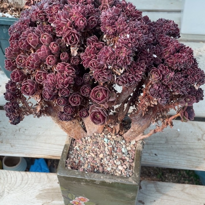 多肉的大肉都要长胖一点呀喂