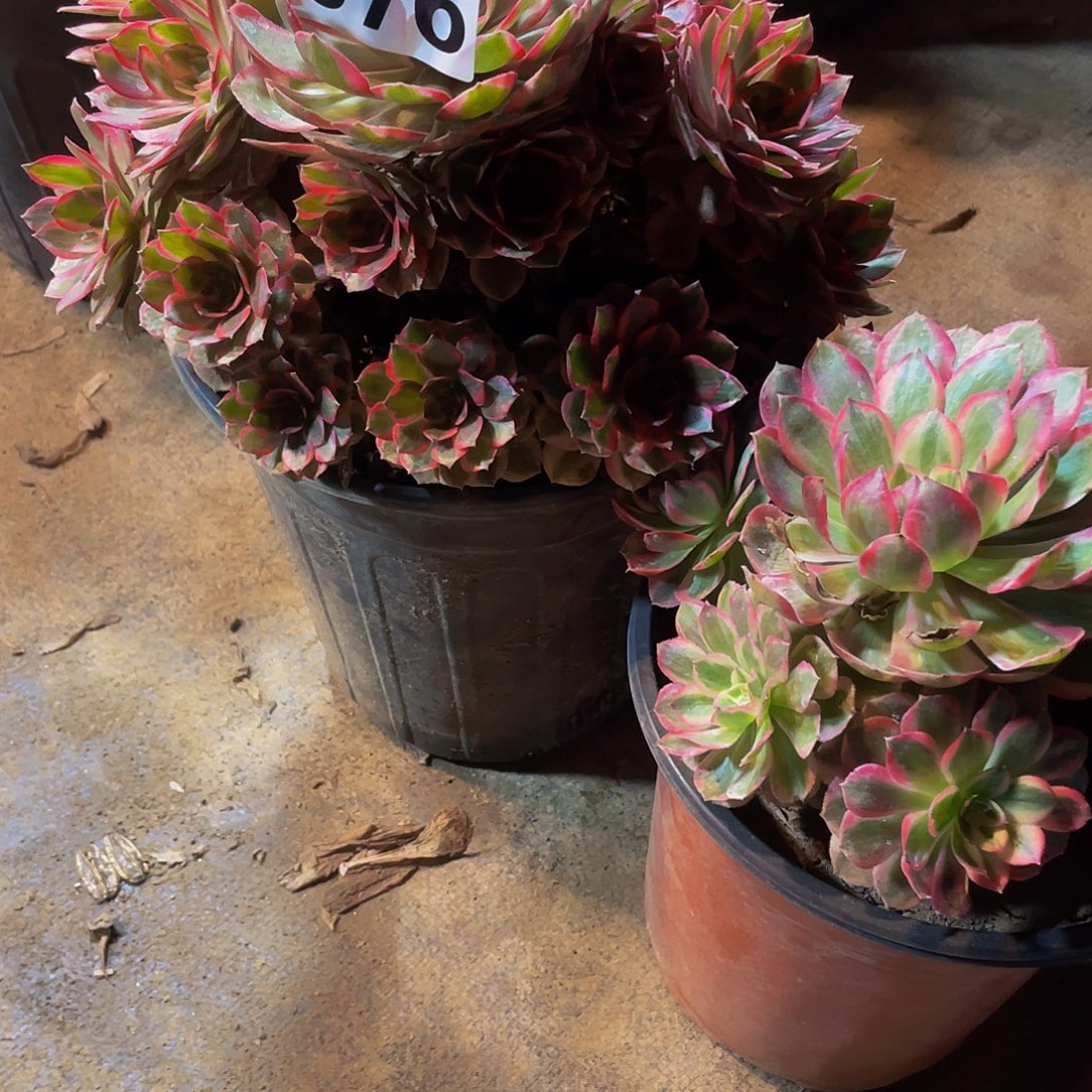 鑫***³云荷076两颗多肉植物法师