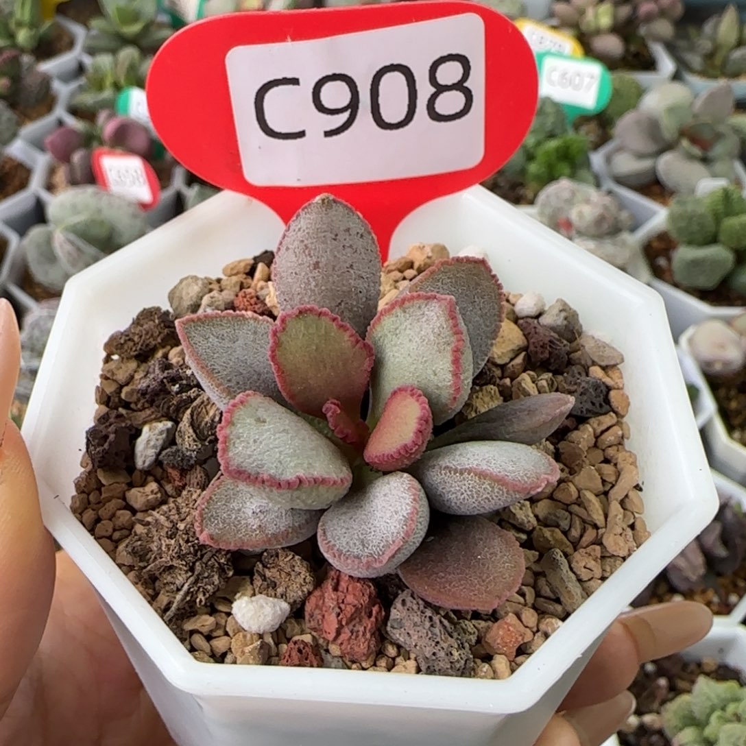 雪兔多肉水泡。 908 