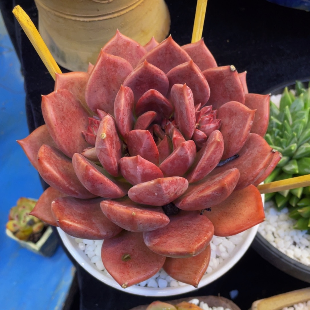 多肉植物盆栽多肉植物