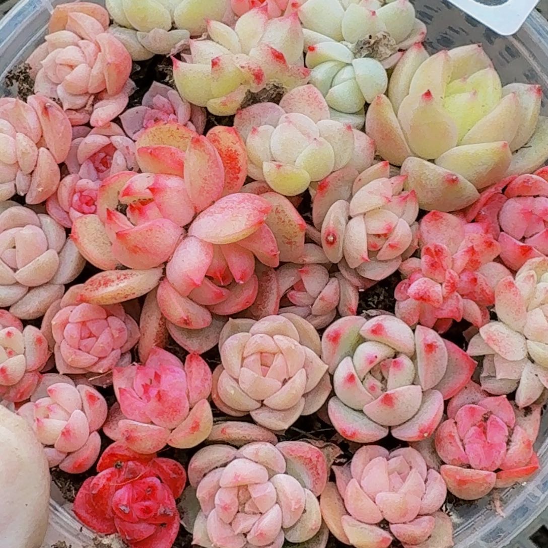 多肉植物多肉植物661