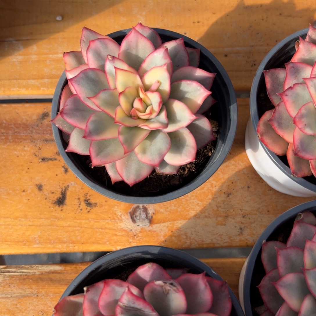 多肉单头月光女神锦【非偏远满18包邮】