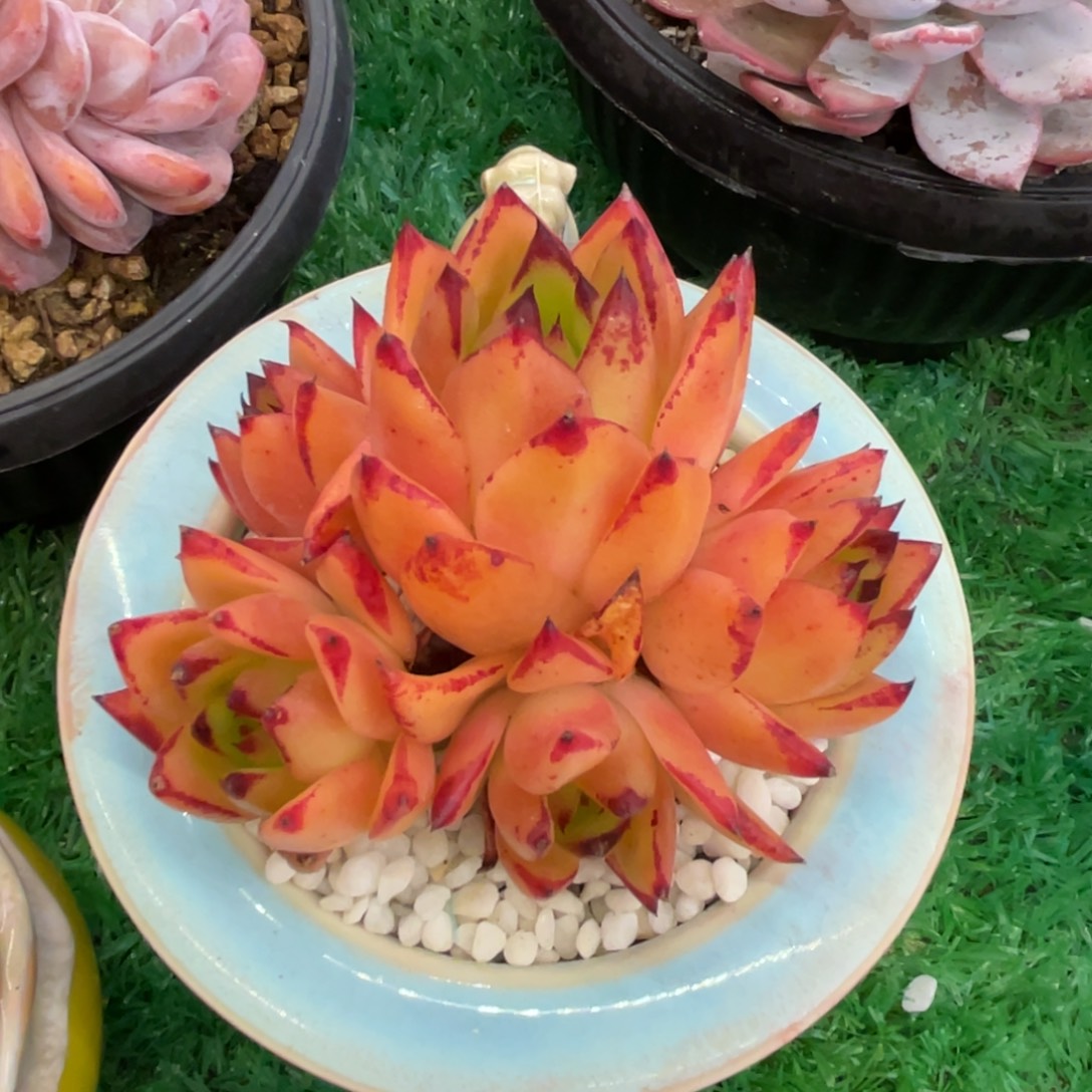 多肉植物盆栽多肉