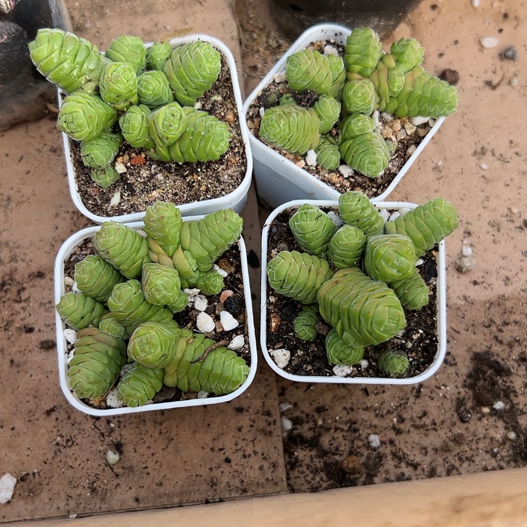 多肉植物四颗绒塔