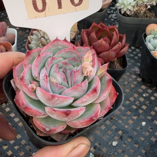 16侧影一物一拍多肉