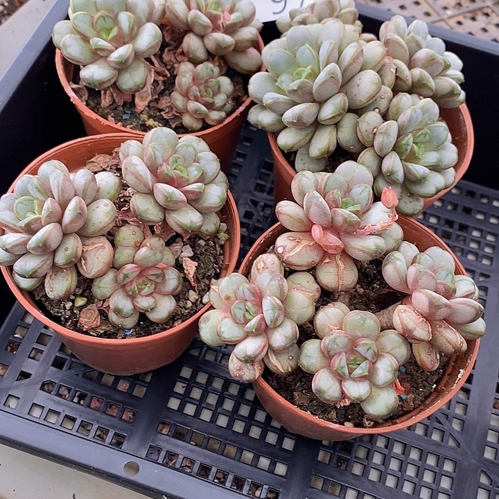96 多肉植物盆栽花卉植物