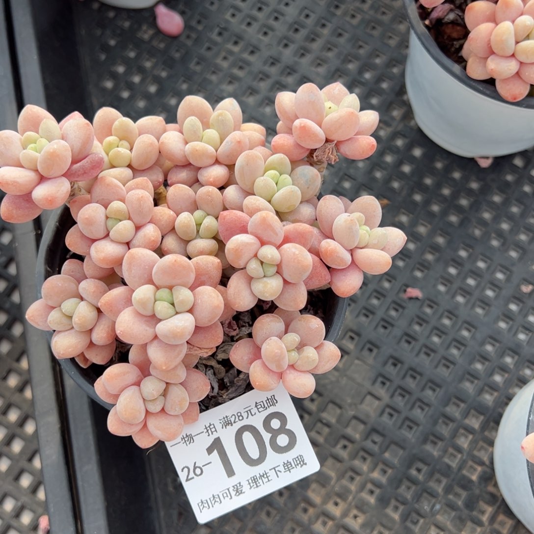 鱼子酱多肉多肉多肉