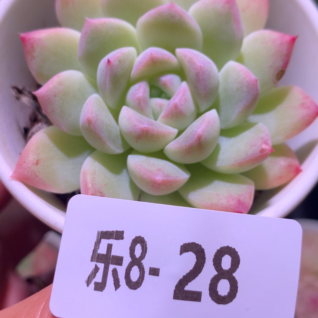 乐然 8-28 白雪单头 