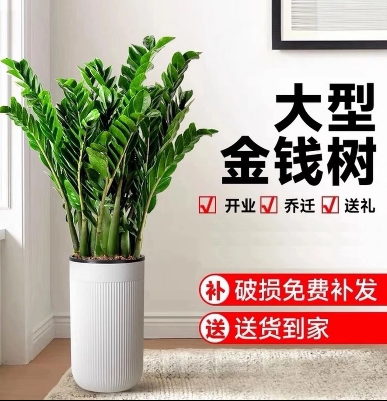 1.1-1.3米巨型金钱树【顺丰/京东】包邮办公室净化空气四季常青绿植