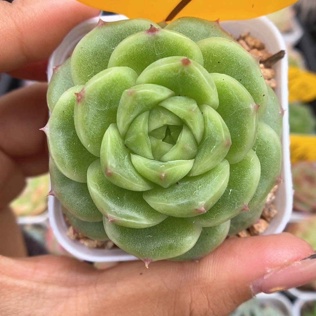 蜜蜡麦秆可拍909号