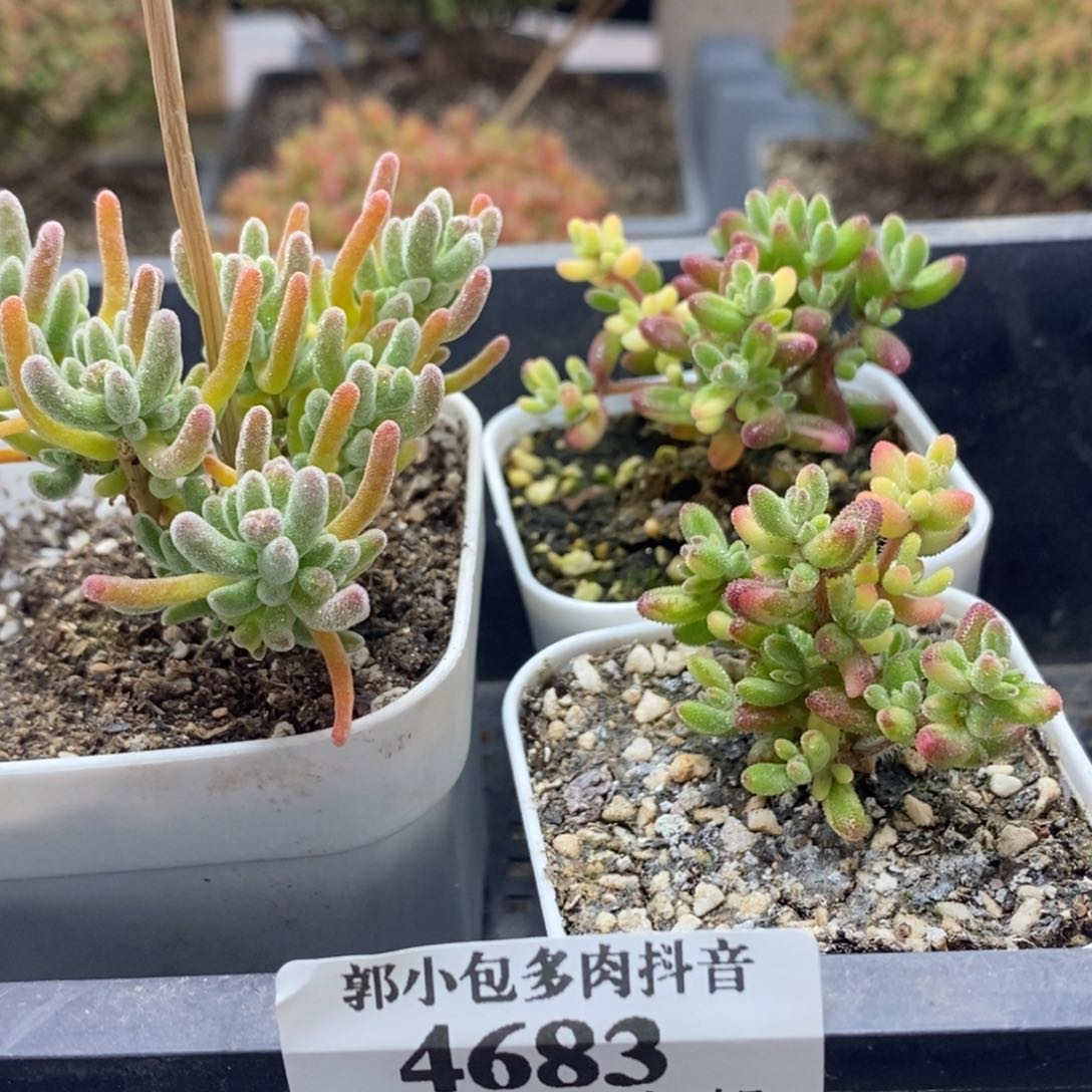 君****✨组合4683年后发货