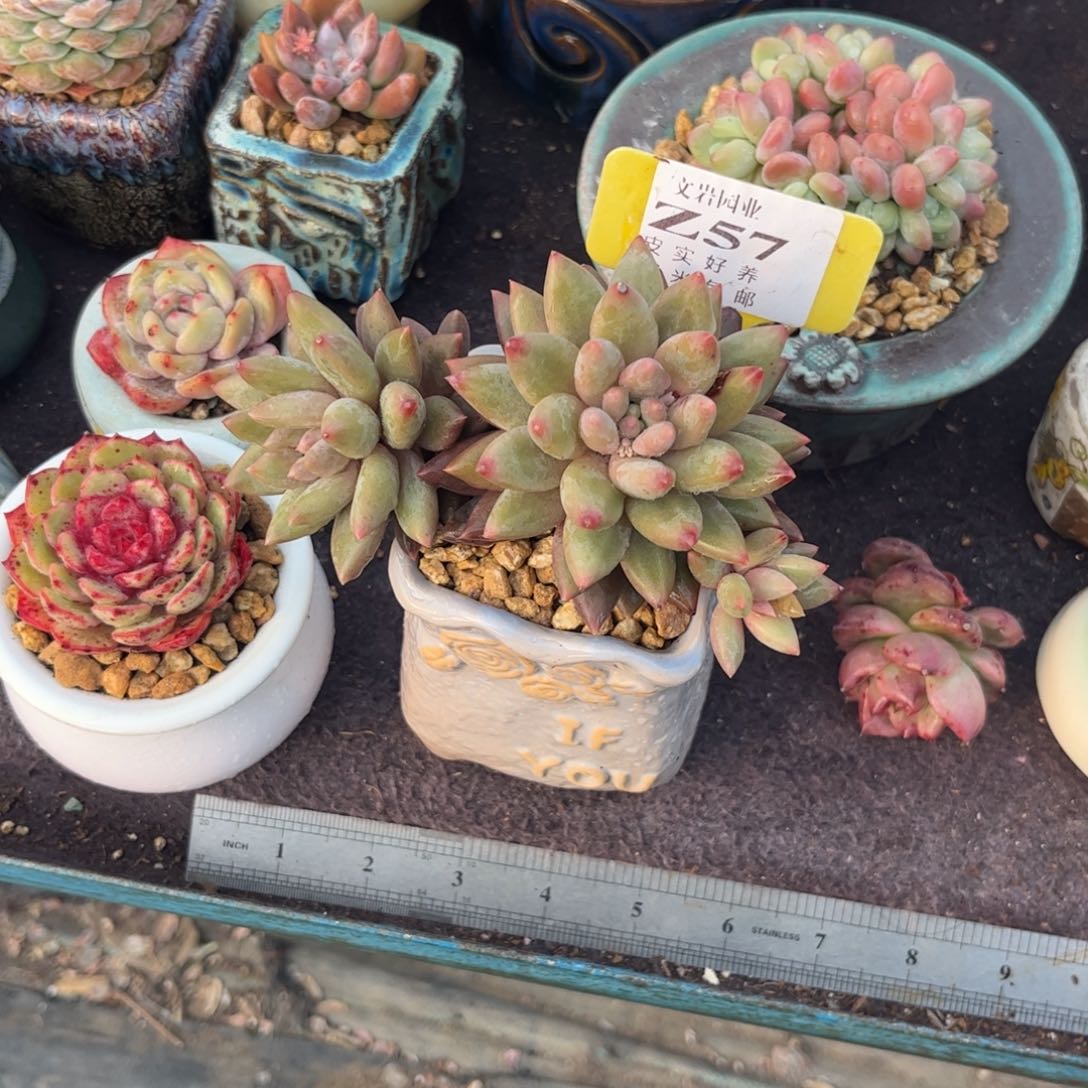 鱼*溪多肉植物111鱼姬美人11111111