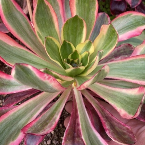 24红魔女满25包邮多肉