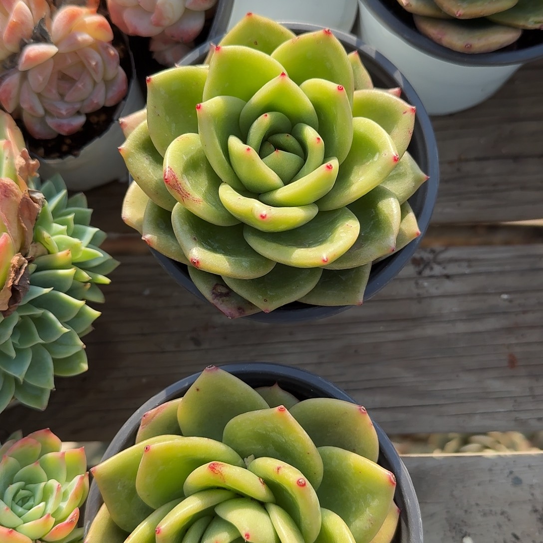 翠花多肉植物精品