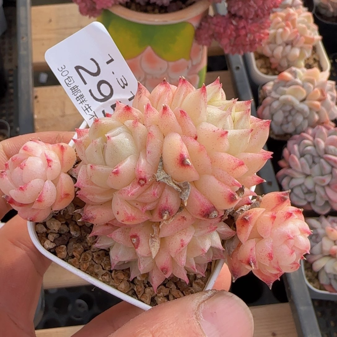 麦秆单头一颗脱土发货