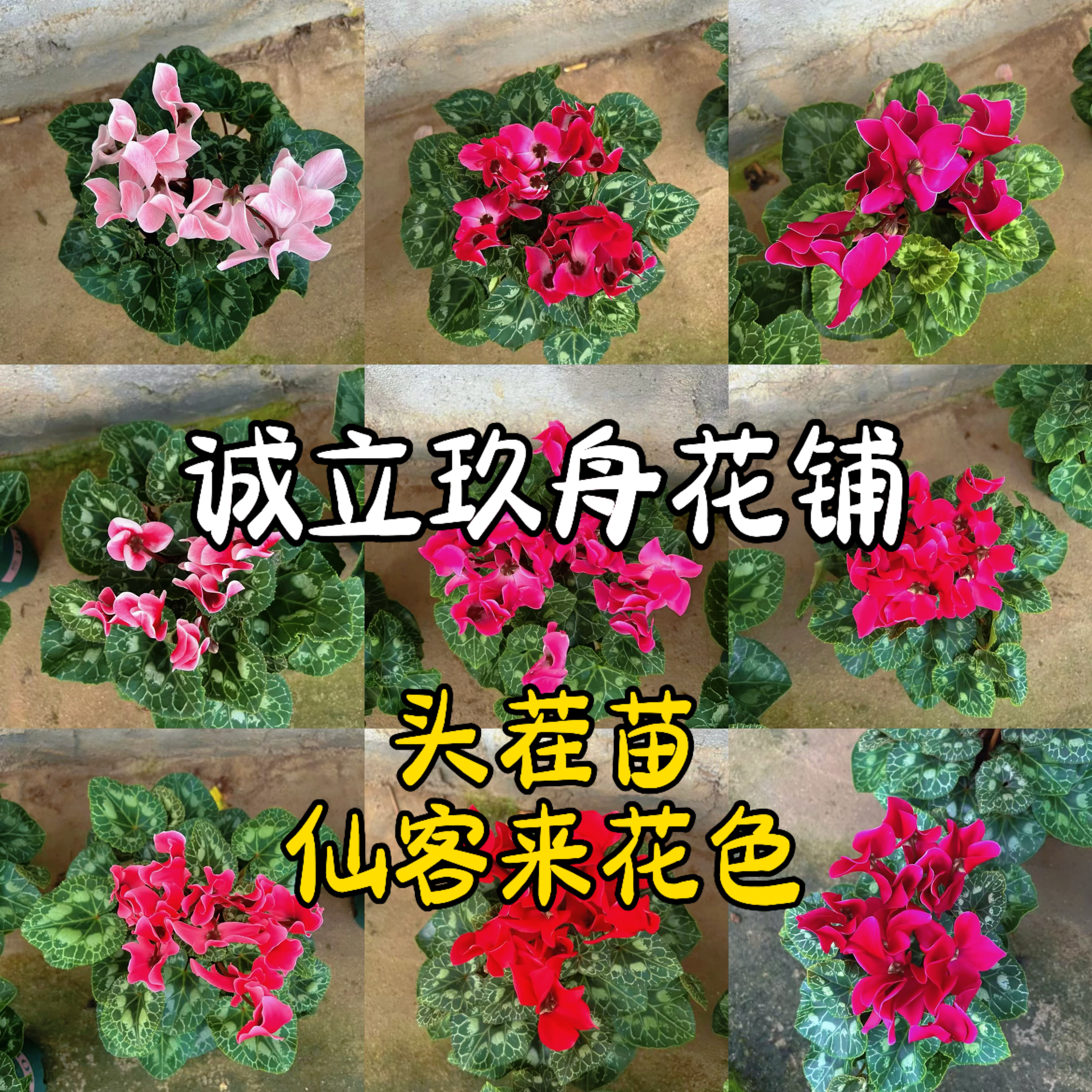 【仙客来】小杯两颗链接，四季开花绿植盆栽带花基地直发包鲜活花卉