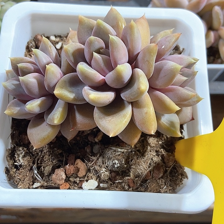 多肉植物红象牙962