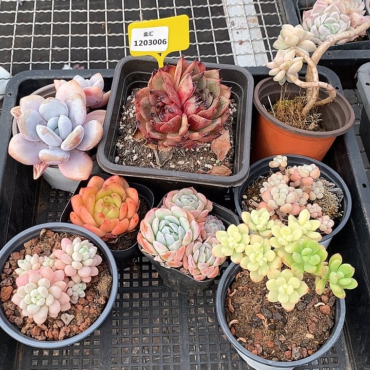 1203006筐拍不售后