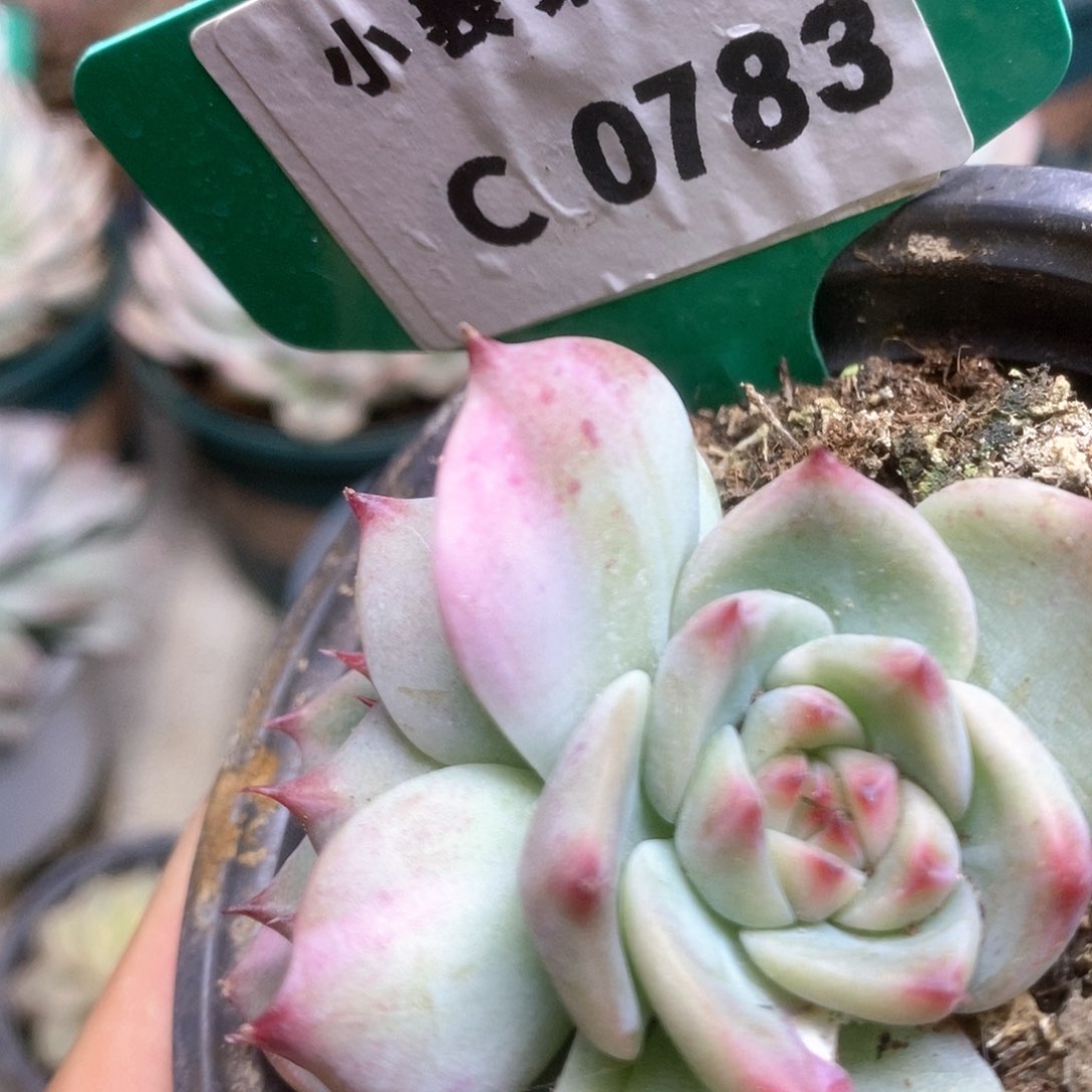 783锦锦锦锦锦锦