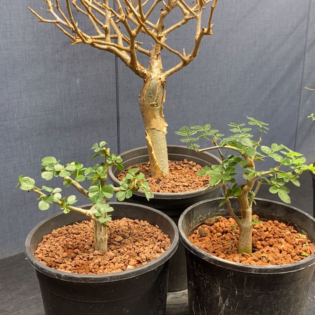 海***武补差价哈哈哈哈哈