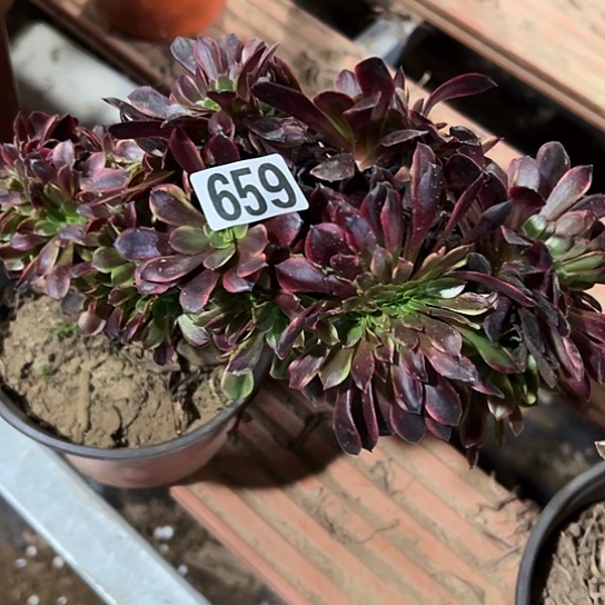 粽***玲一颗多肉法师 659