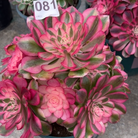 081荔枝25厘米左右