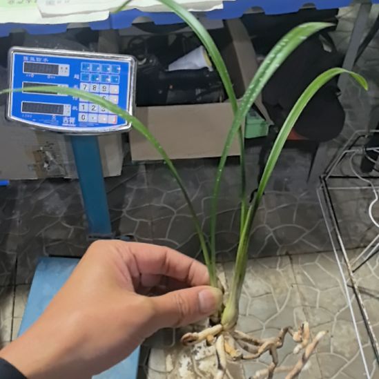 完全开放夏皇梅子母