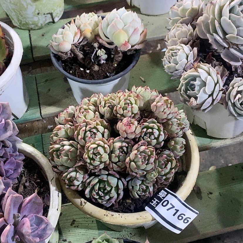 【闪购商品】娜娜小沟07166