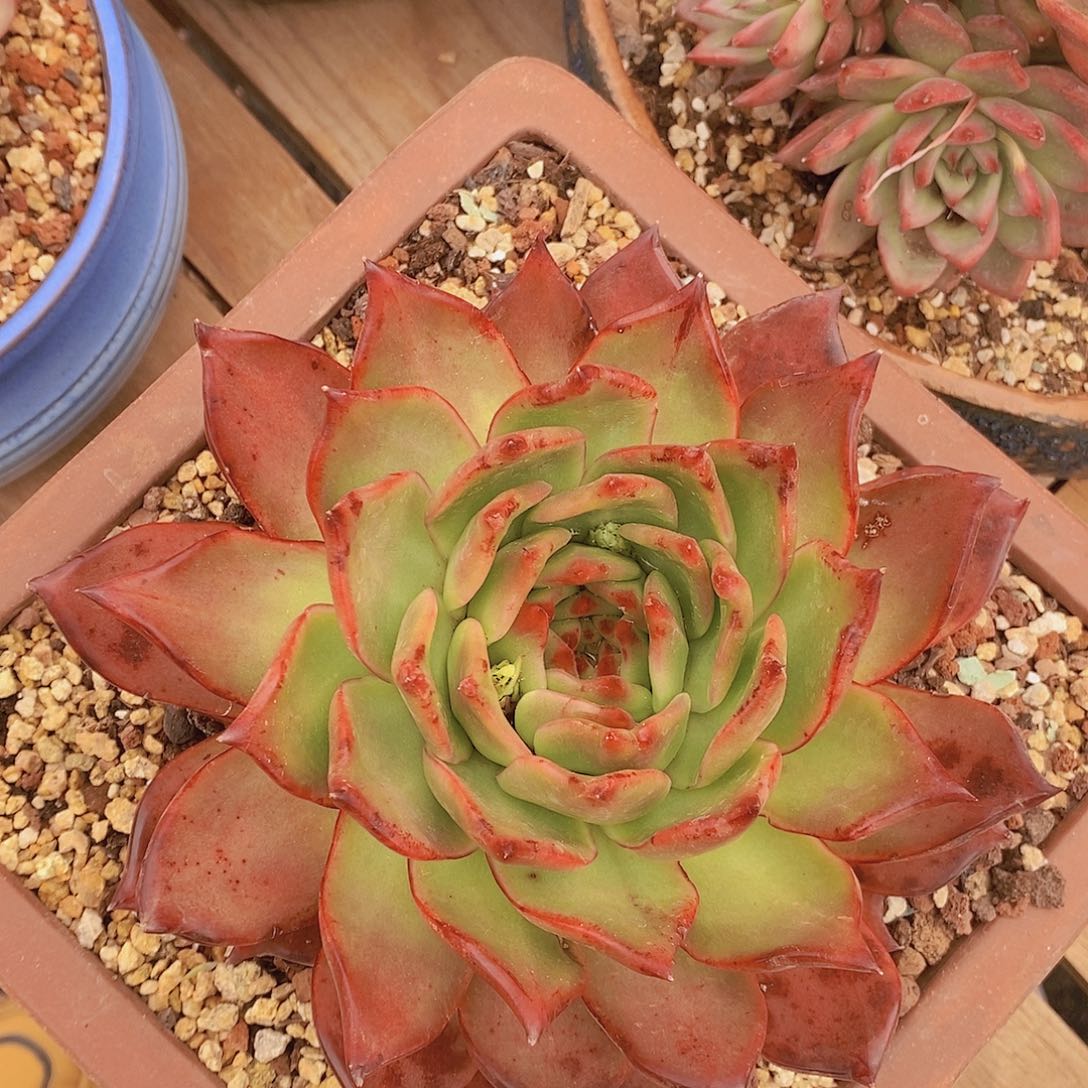 多肉植物钻系变异