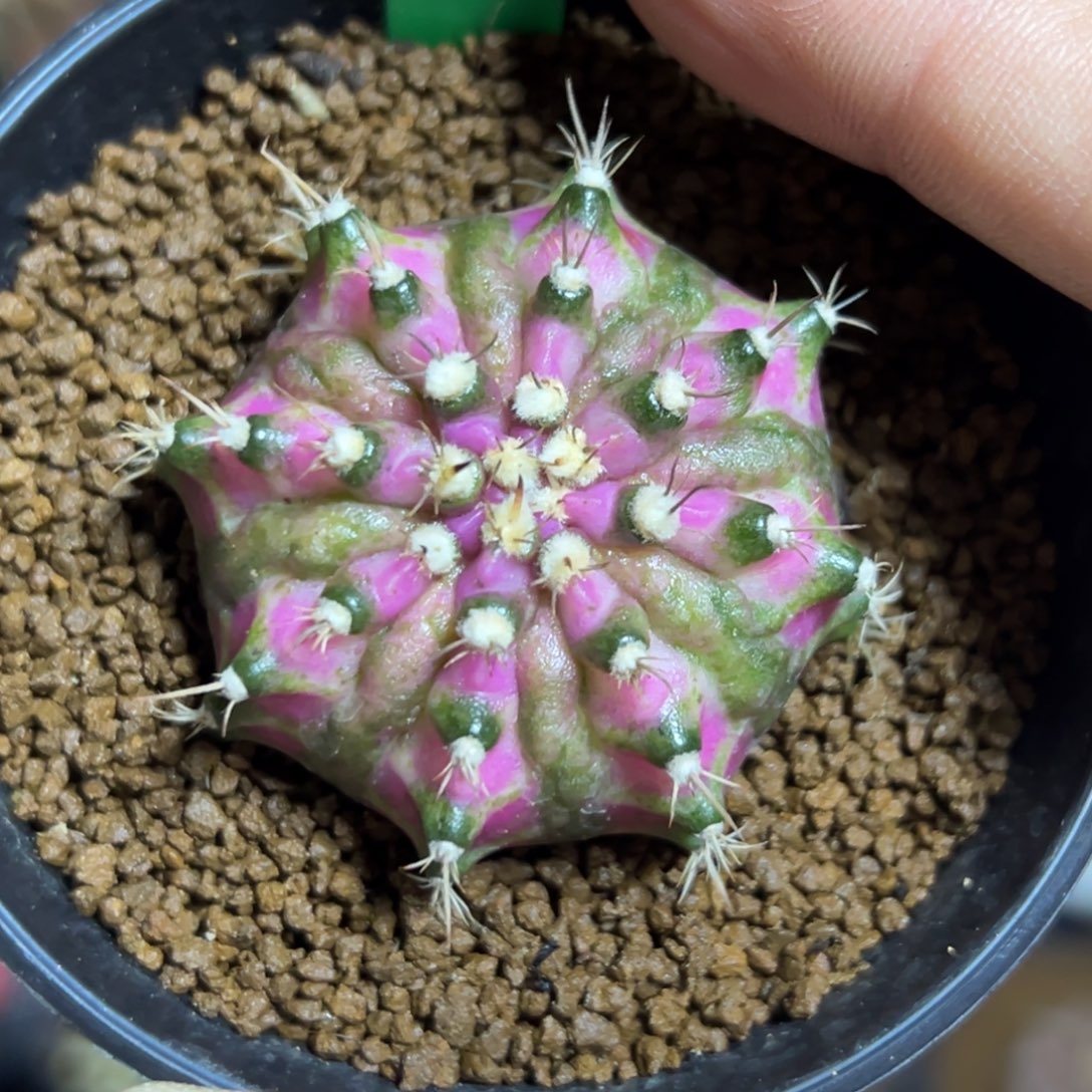 A114实生海神，带盆土发货