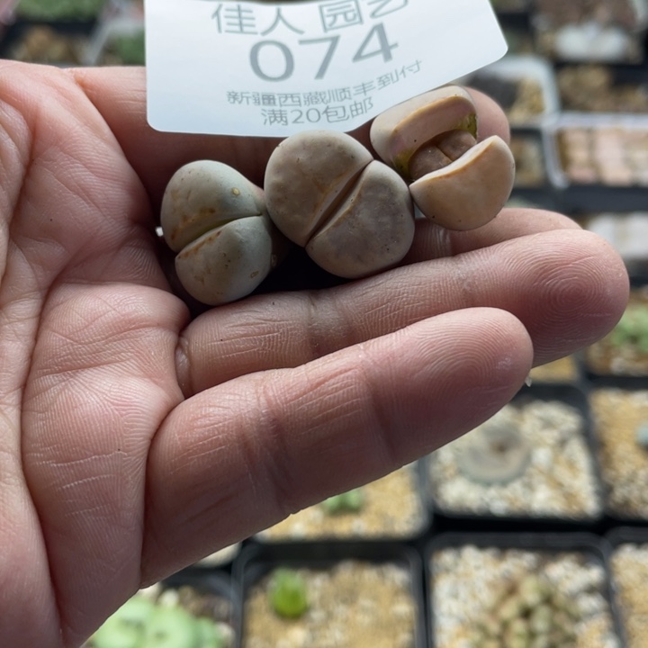 佳人园艺上福利啦074