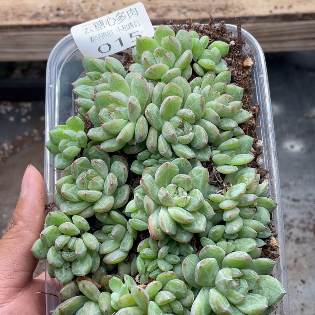 平***康云糖心多肉植物15