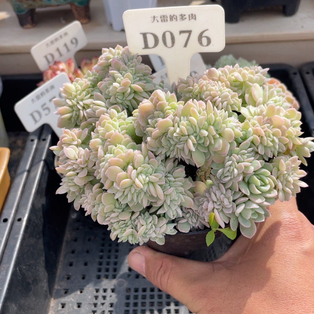 076奶油美人不带盆14厘米