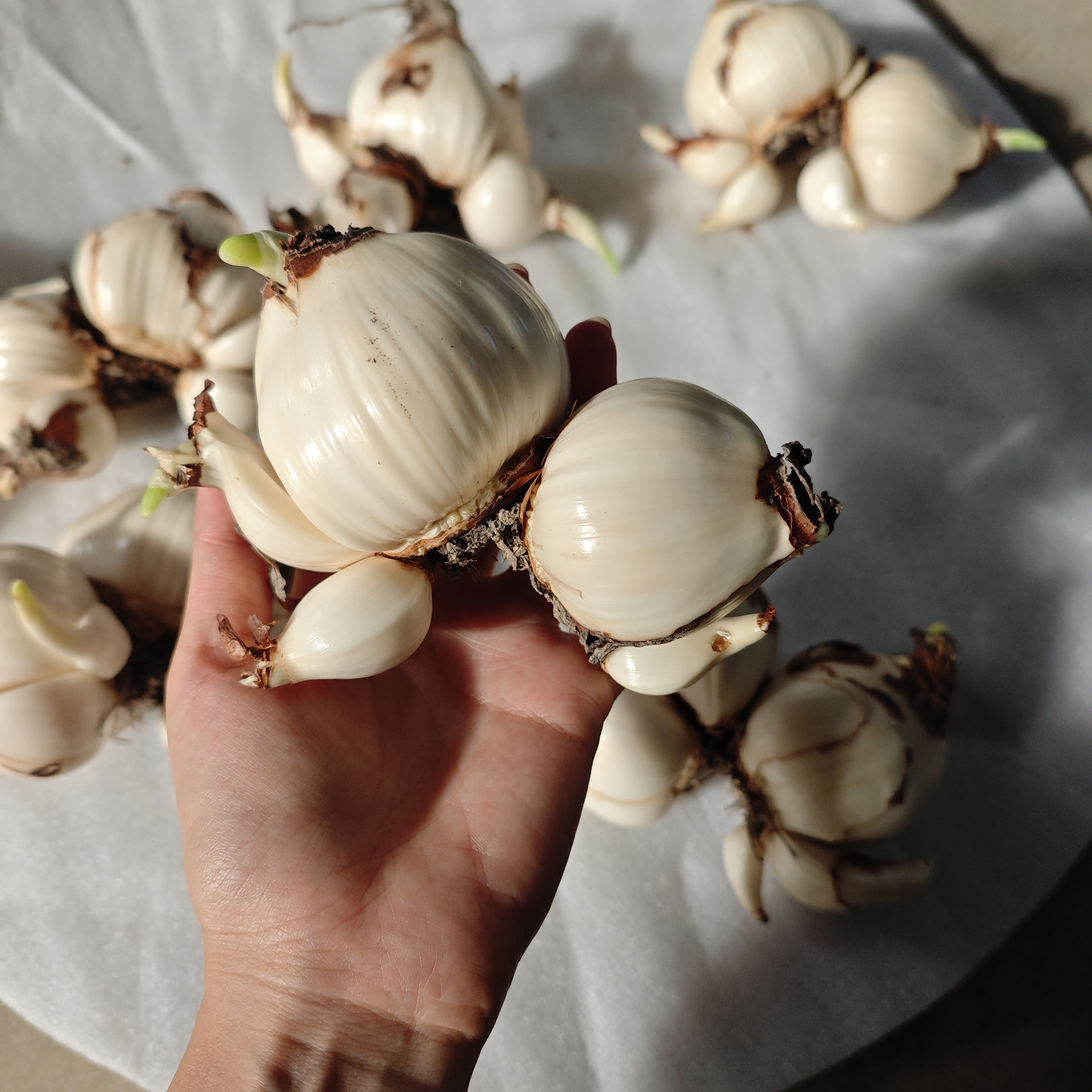 精选适合雕刻大球 漳州直销水仙花（可挑选）6-10花剑