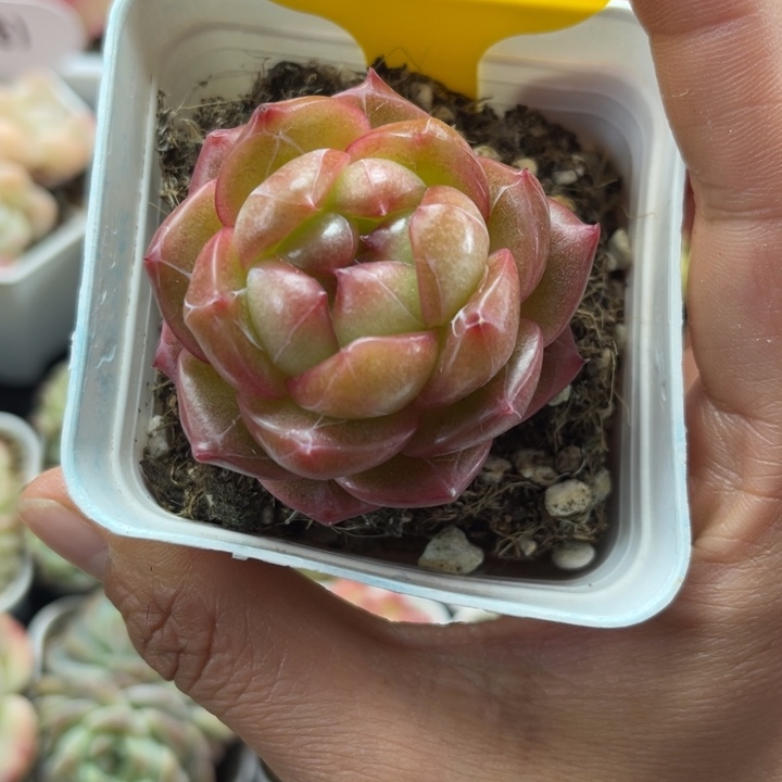 梦之蓝珍妮单头5948