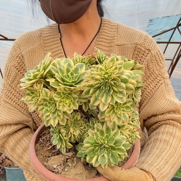 254碧玉老桩老桩朵朵