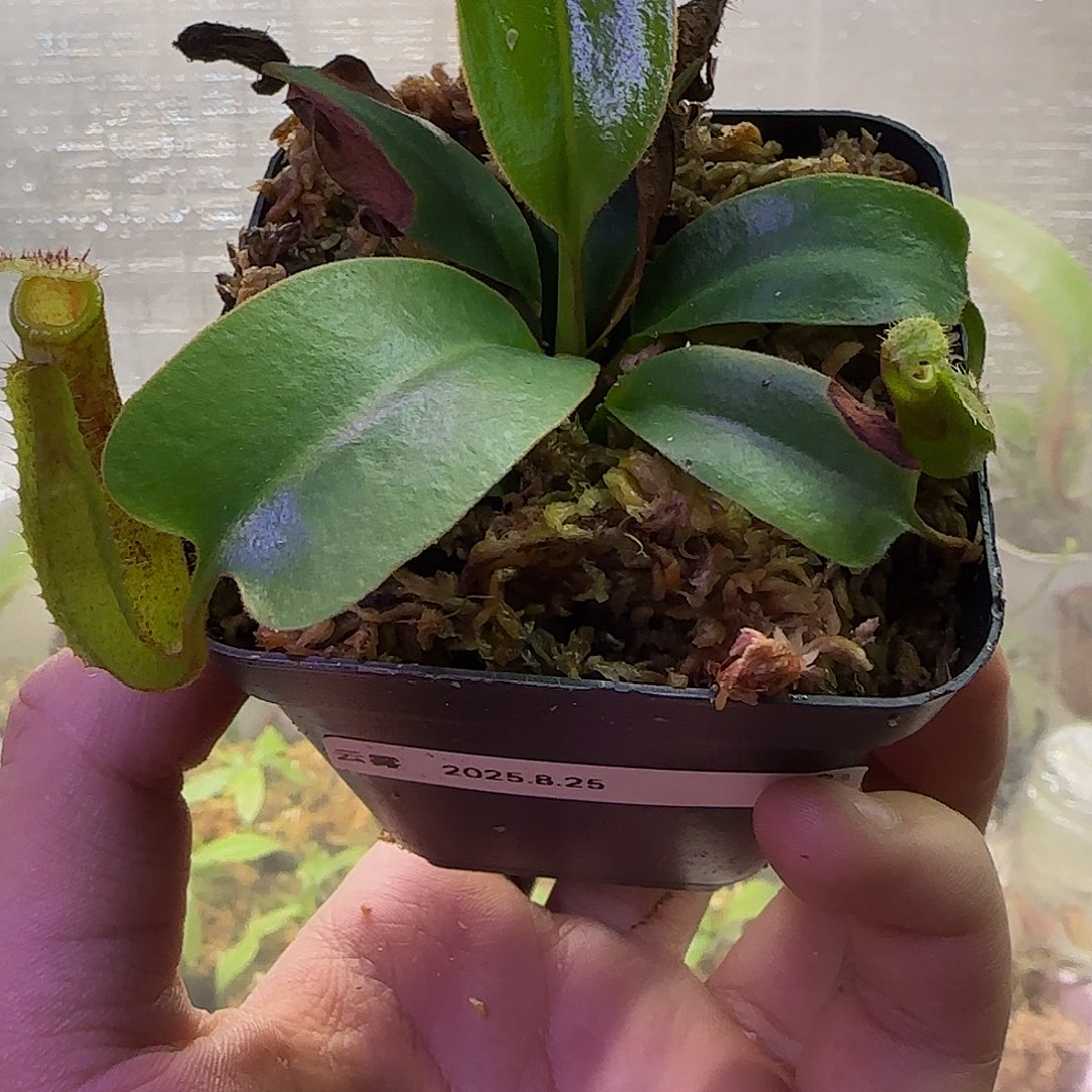 无花朵专拍云雾猪笼草