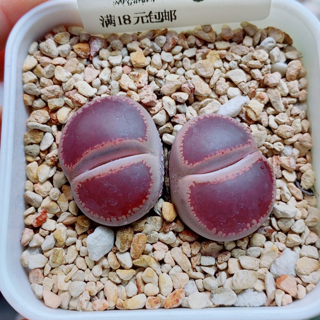 生石花花花花花花590