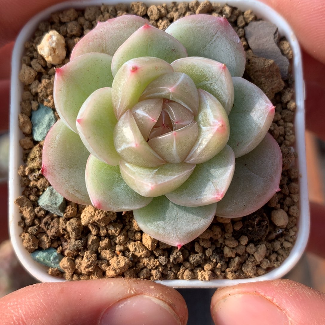 白色体暗纹款。      爱情30号