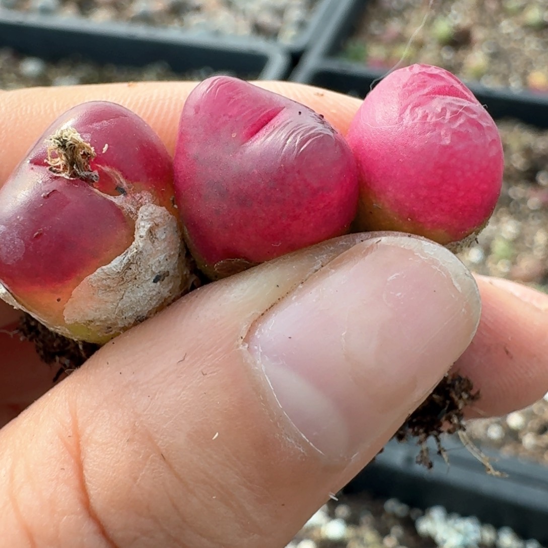 88三颗红宝石毛汉尼