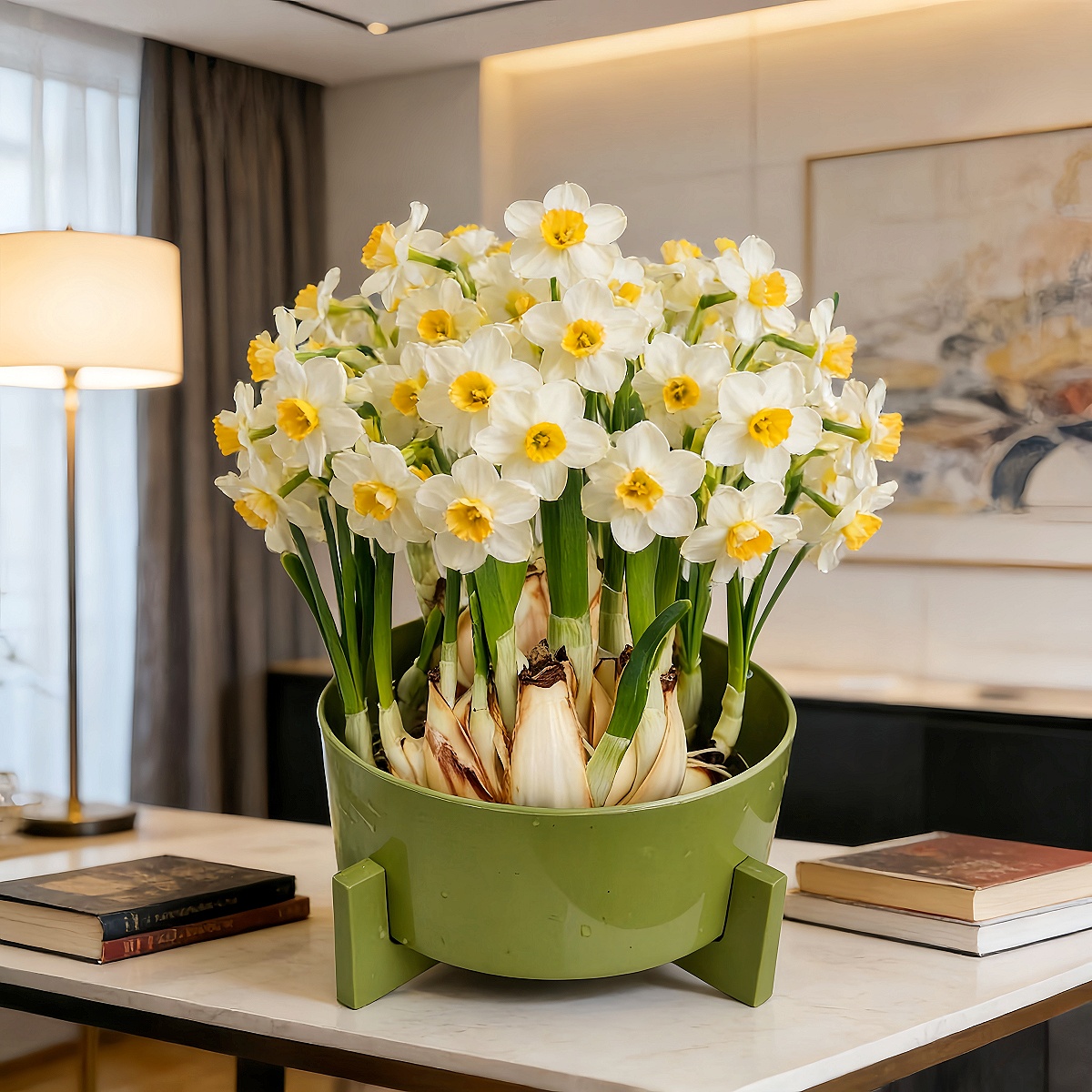 o【大花王八字切】漳州水仙花花王浓香好养带芽带根水培花卉植物