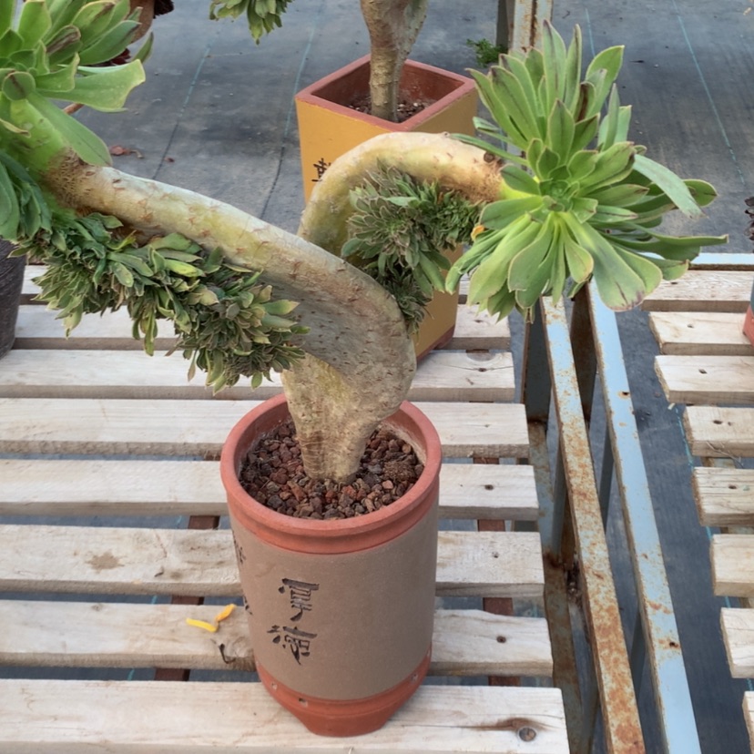 【闪购商品】有***应法师150
