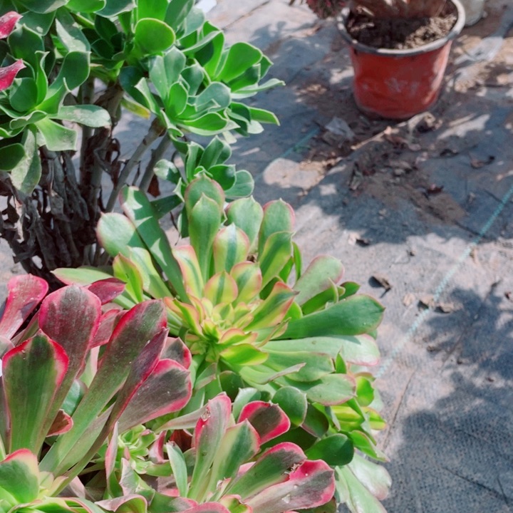 多肉植物组合778