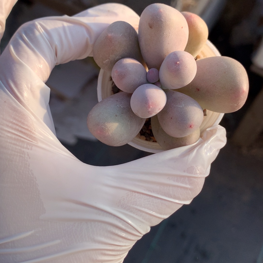 米可奶酪多肉米可奶