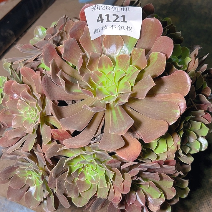 4121欧若拉多肉植物